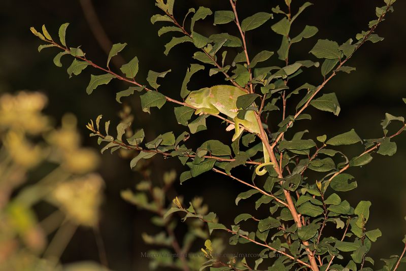 Chameleo dilepis
