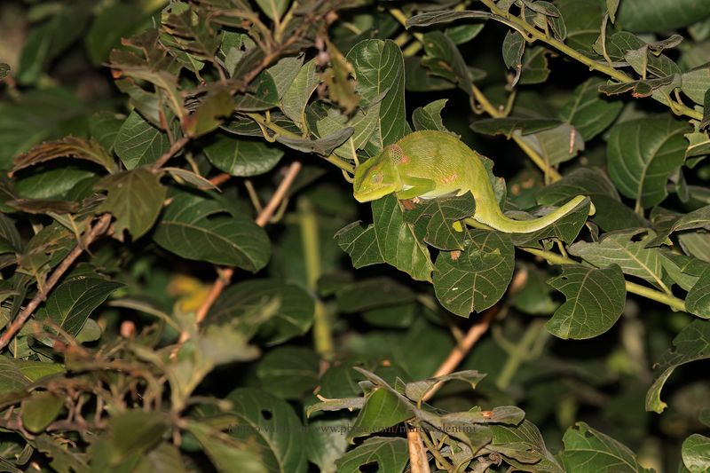 Chameleo dilepis