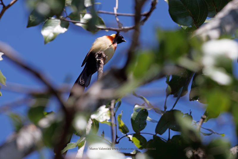 Broad-tailed Paradise-Whydah - Vidua obtusa