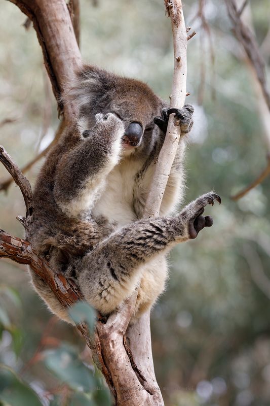 Koala - Phascolarctos cinereus