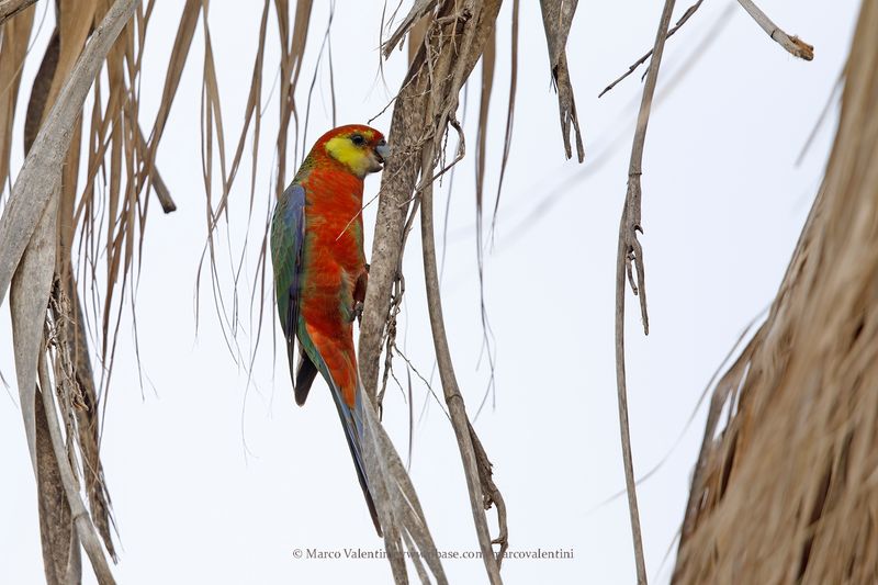 Western Rosella - Platycercus icterotis
