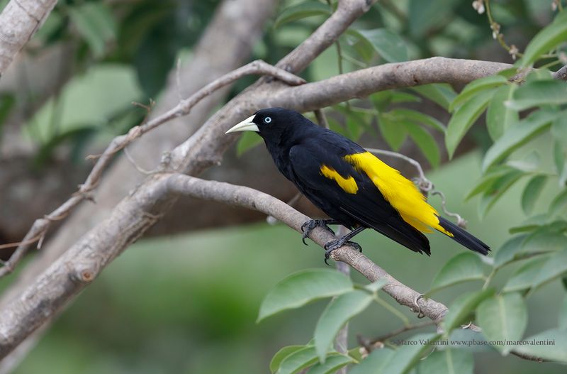 Yellow-rumped Cacique - Cacicus cela