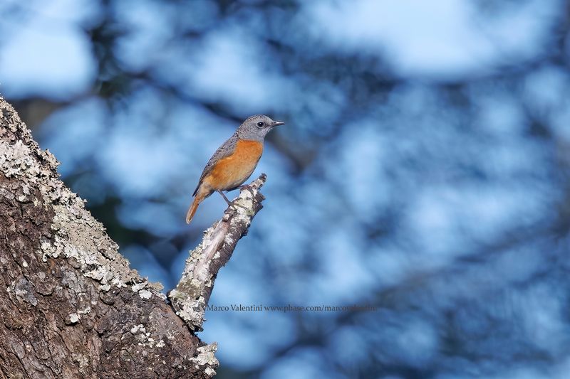 Miombo Rock-Thrush - Monticola angolensis