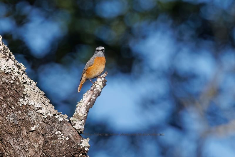 Miombo Rock-Thrush - Monticola angolensis