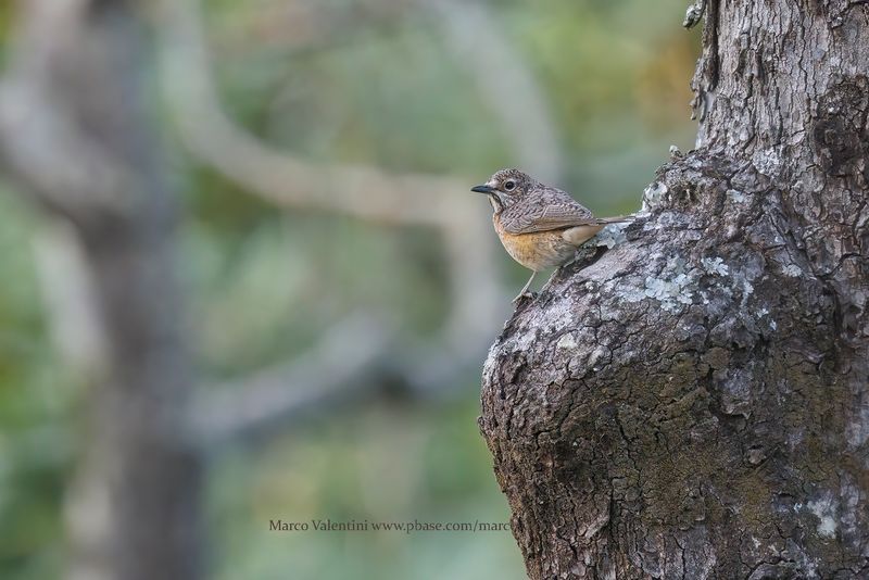 Miombo Rock-Thrush - Monticola angolensis