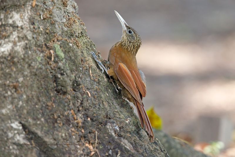 Buff-throated Woodcreeper -  Xiphorhynchus guttatus