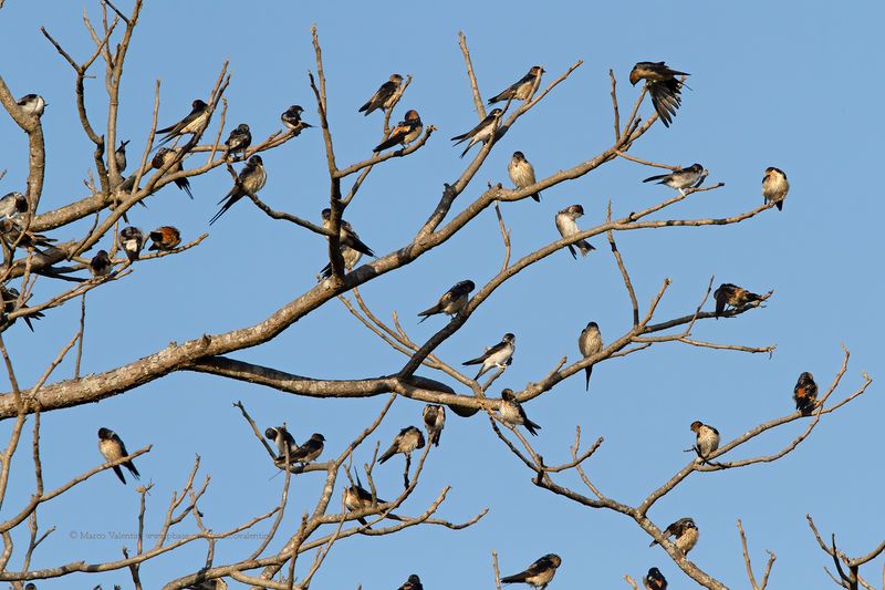 Red-rumped Swallow - Cecropis daurica