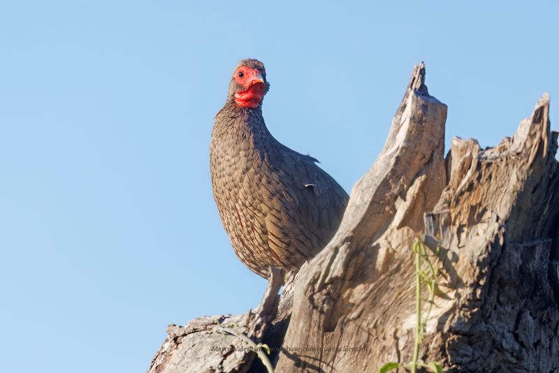 Swainsons francolin - Pternistis swainsonii