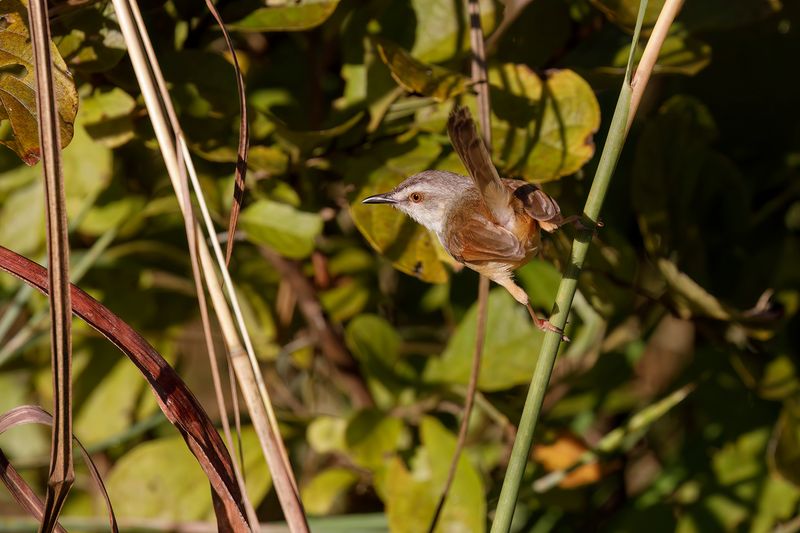 Tawny-flanked Prinia - Prinia subflava