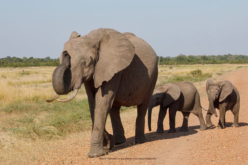 African Elephant - Loxodonta africana