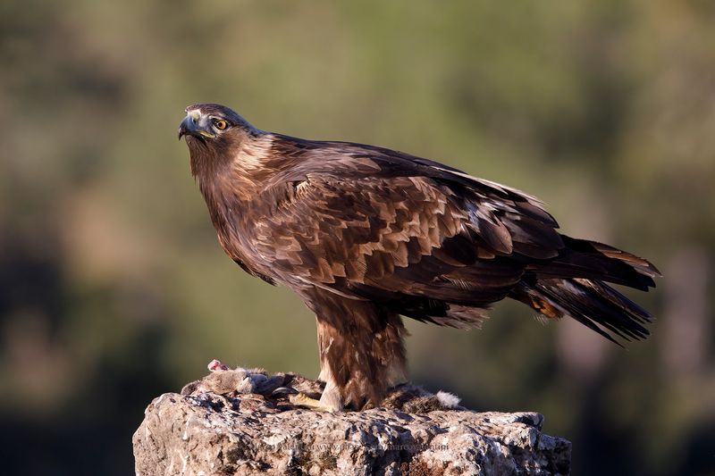 Golden eagle - Aquila chrysaetos