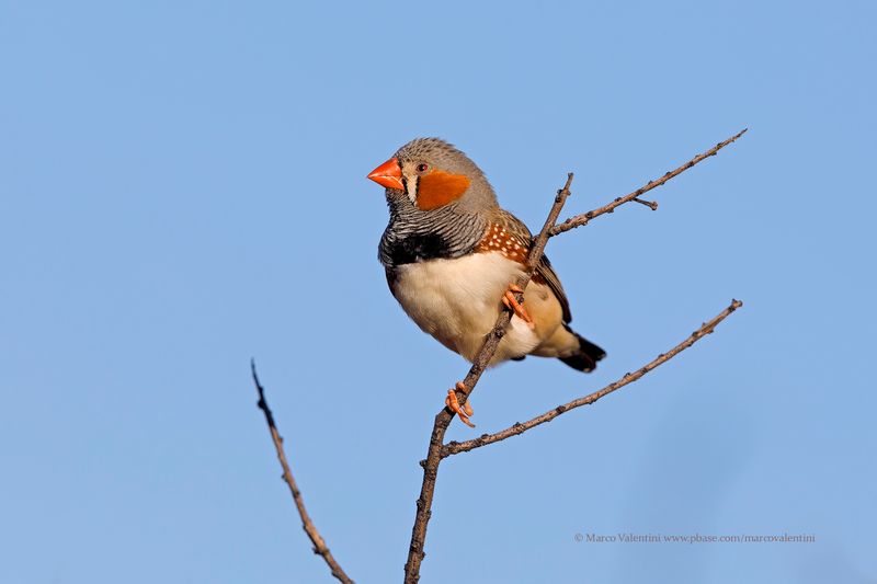 Zebra Finch - Taenopygia guttata