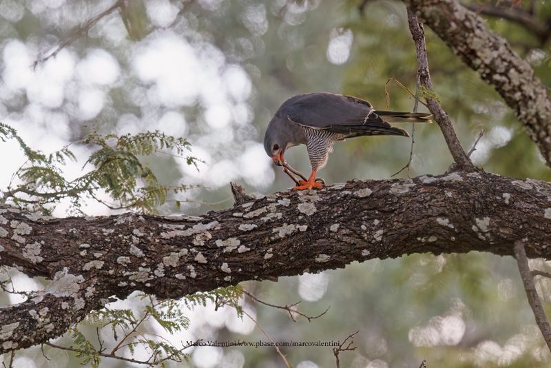 Lizard buzzard - Kaupifalco monogrammicus