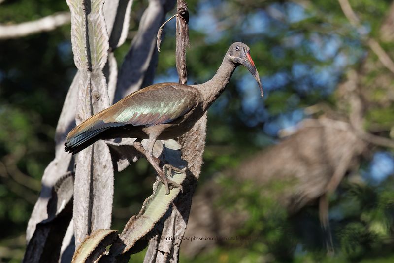 Hadada ibis - Bostrychia hagedash