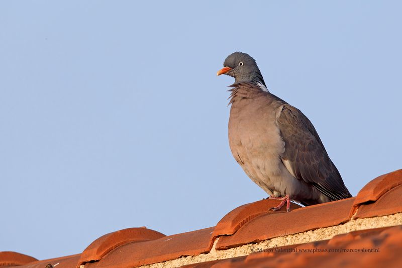 Woodpigeon - Columba palumbus