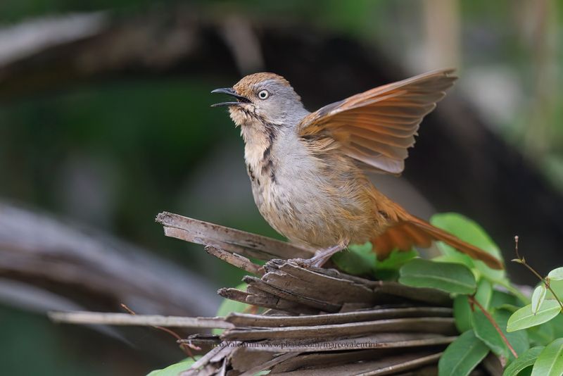 Collared Palm-thrush - Cichladusa_arquata