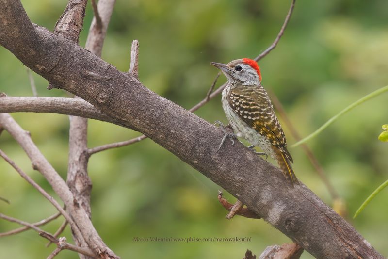 Cardinal woodpecker - Chloropicus fuscescens