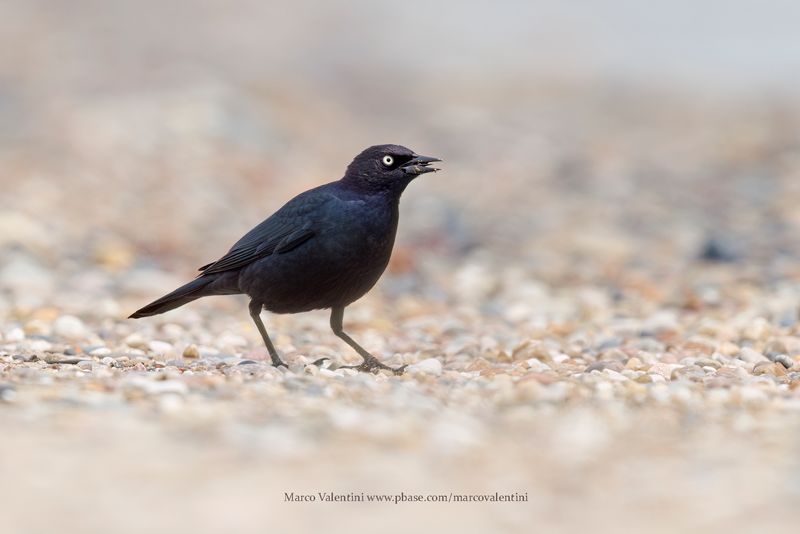 Brewer's Blackbird - Euphagus cyanocephalus