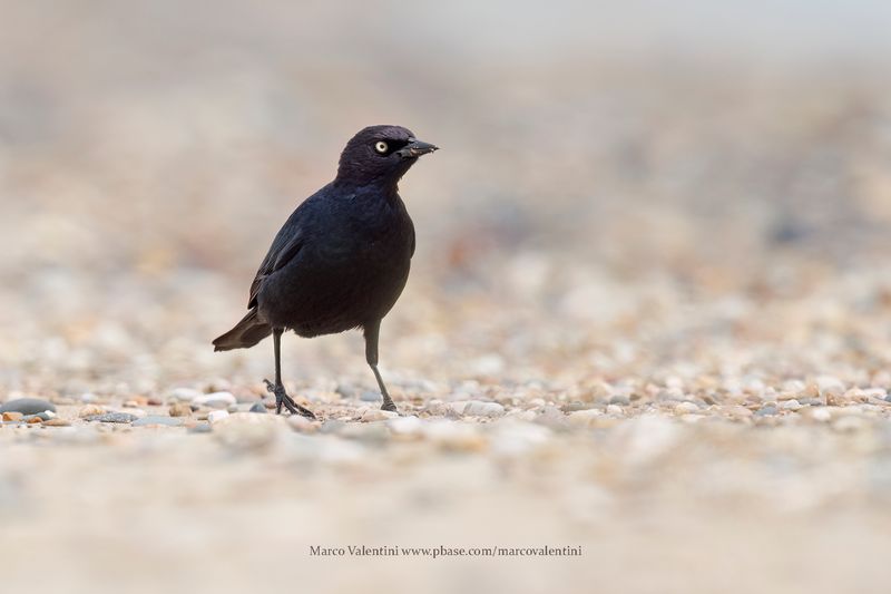 Brewer's Blackbird - Euphagus cyanocephalus