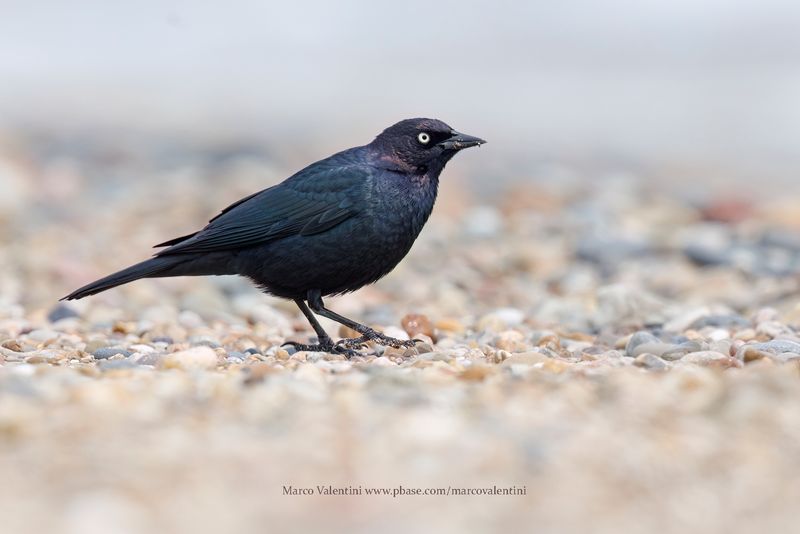 Brewer's Blackbird - Euphagus cyanocephalus