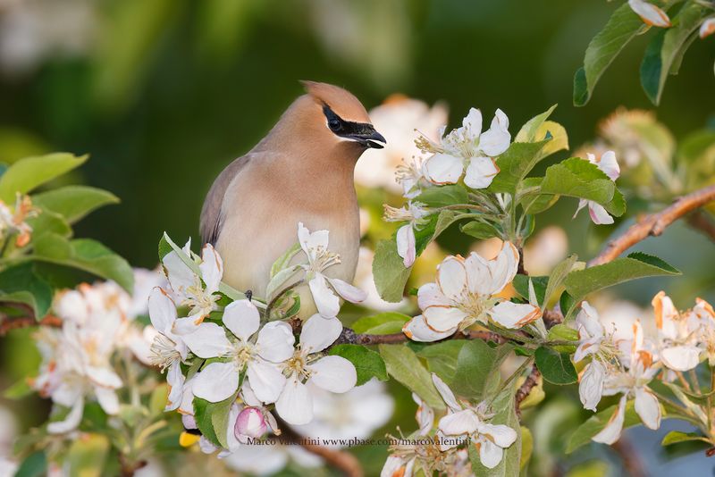 Cedar Waxwing - Bombycilla cedrorum