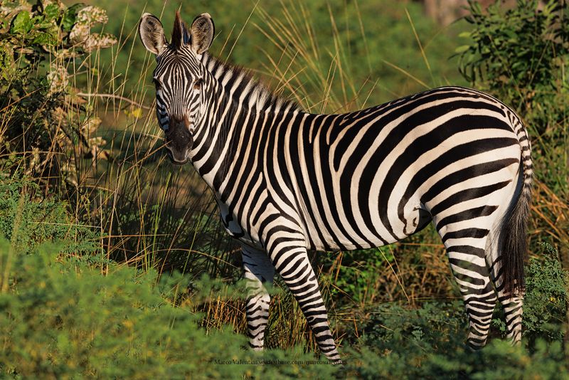 Plain Zebra - Equus quagga