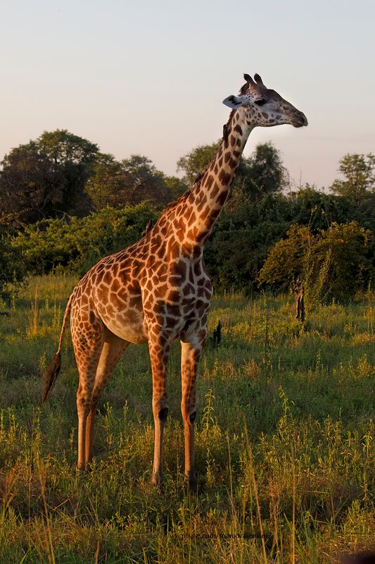 Rhodesian Giraffe - Giraffa camelopardalis thornicrofti