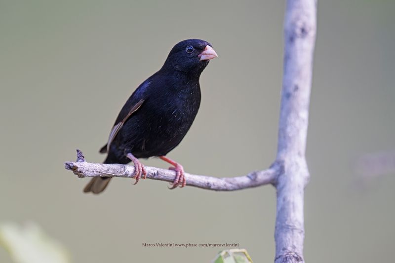Purple Indigobird - Vidua purpurascens