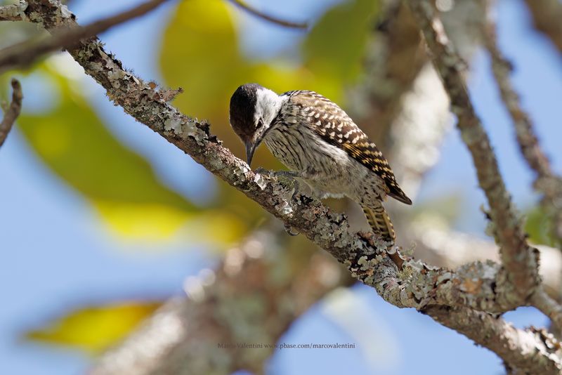 Stierling's Woodpecker - Chloropicus stierlingi