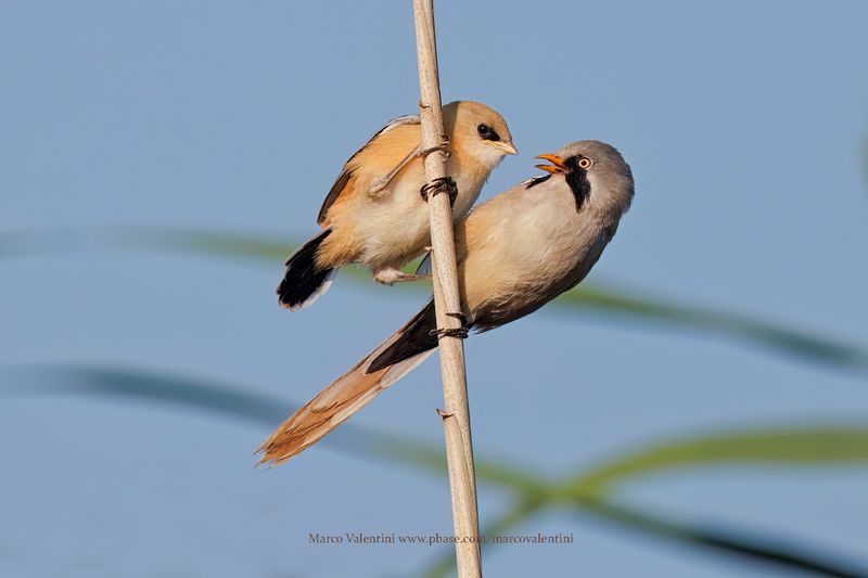 Bearded Tit - Panurus biarmicus