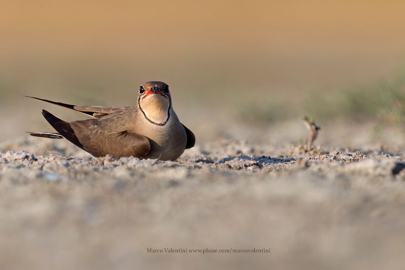 Collared pratincole - Glareola pratincola