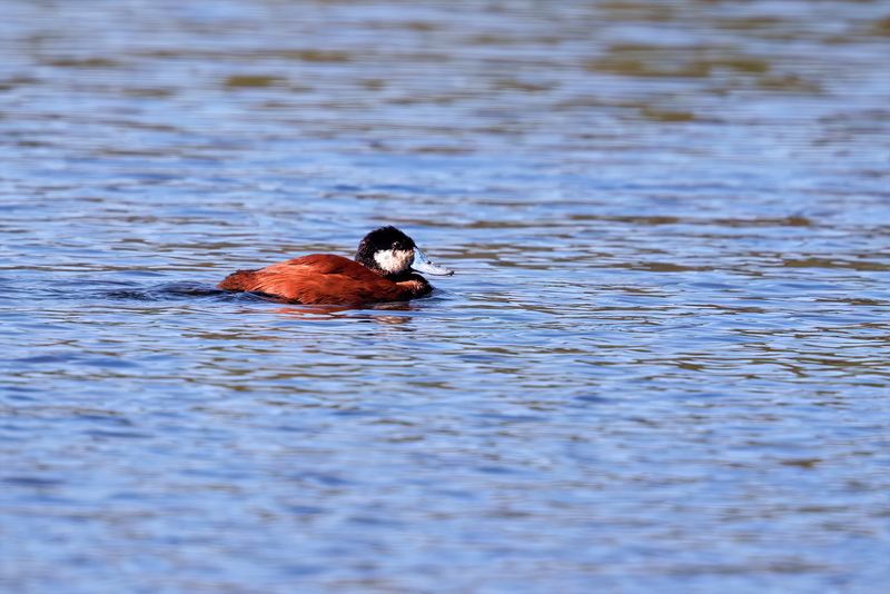 Andean Duck - Oxyura ferruginea