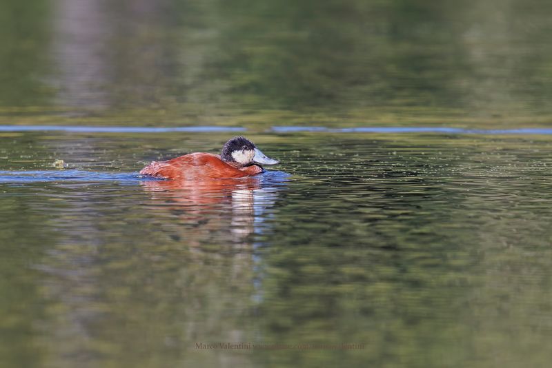 Andean Duck - Oxyura ferruginea