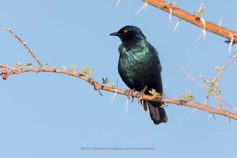 Cape glossy starling - Lamprotornis nitens