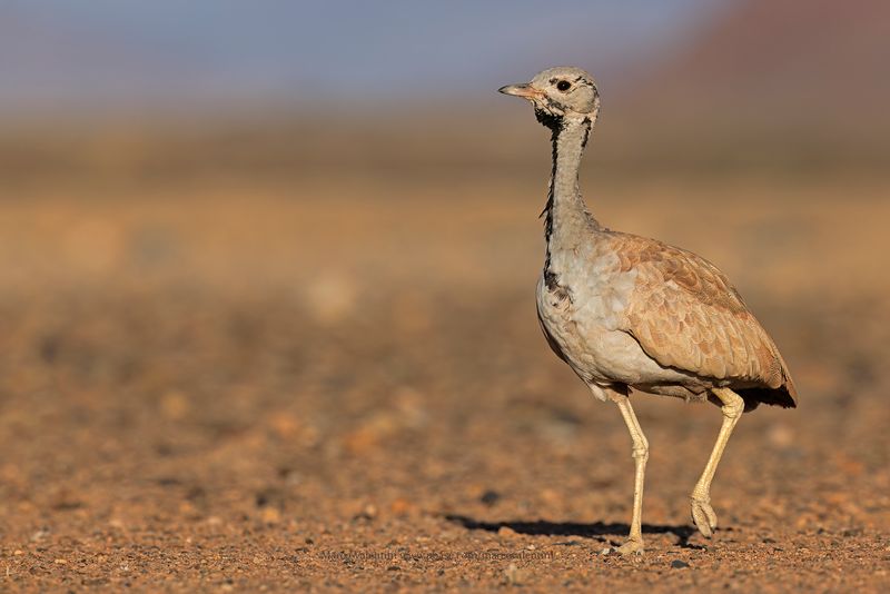 Rueppells bustard - Eupodotis rueppelli
