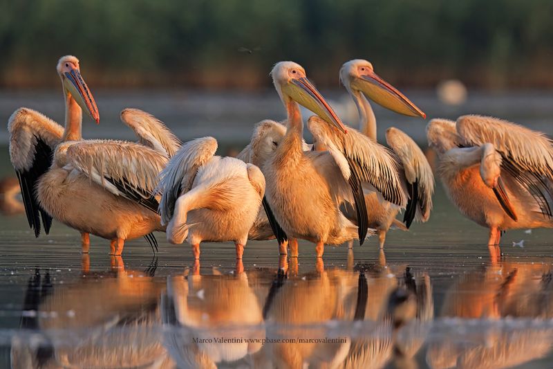 White Pelican - Pelecanus onocrotalus