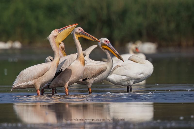 White Pelican - Pelecanus onocrotalus