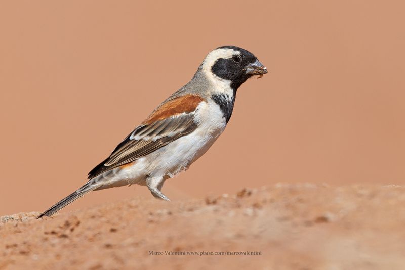 Cape Sparrow - Passer melanurus