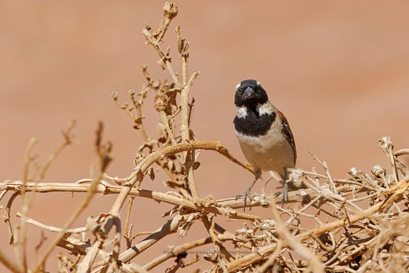 Cape Sparrow - Passer melanurus