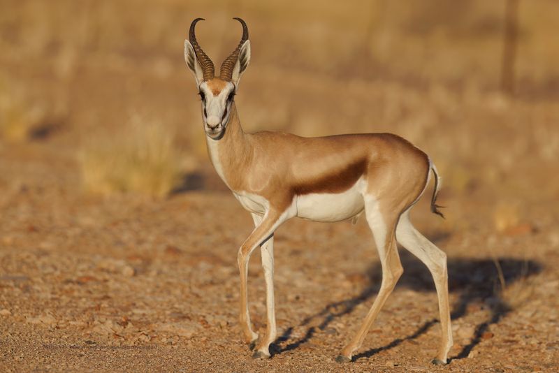 Kalahari Springbok - Antidorcas hofmeyri