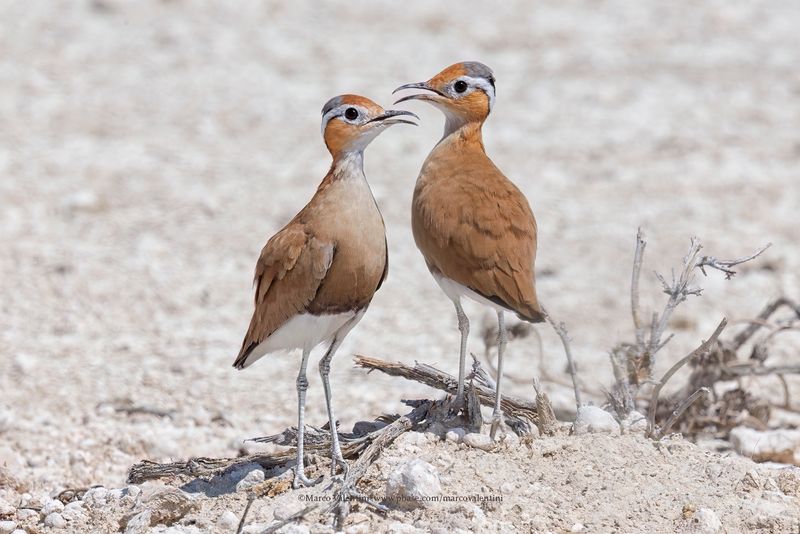 Burchell's Courser - Cursorius rufus