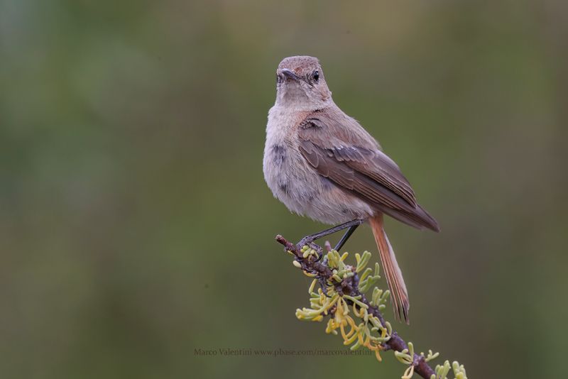 Familiar Chat - Cercomela familiaris