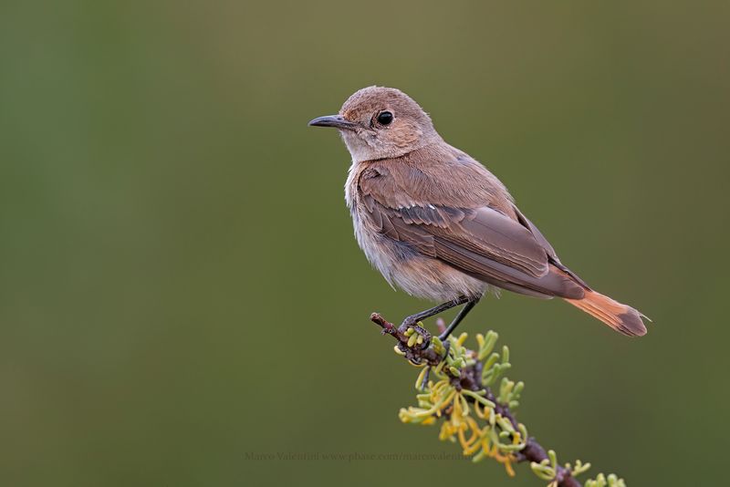Familiar Chat - Cercomela familiaris