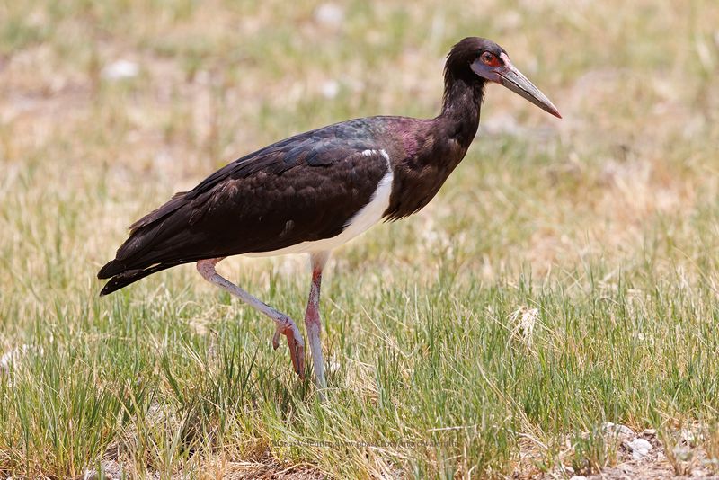 Abdim's Stork - Ciconia abdimii
