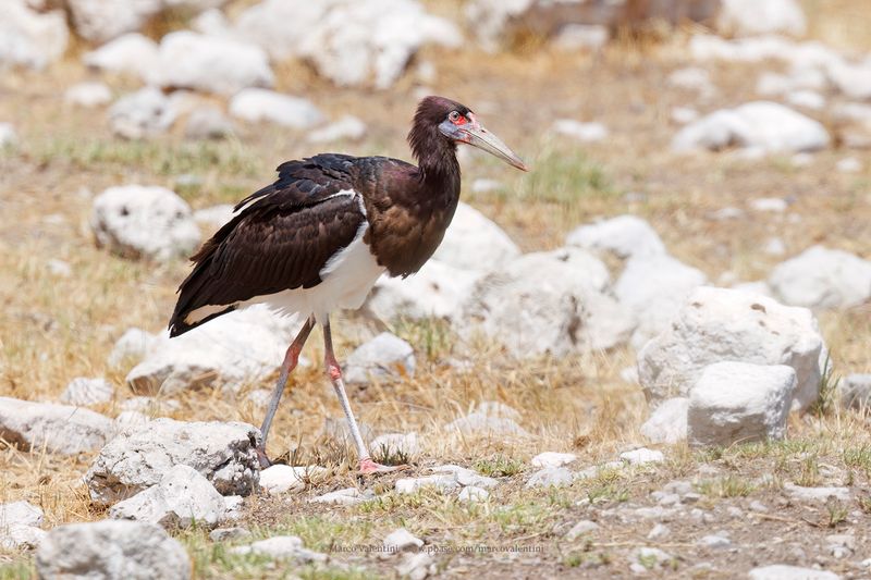 Abdim's Stork - Ciconia abdimii