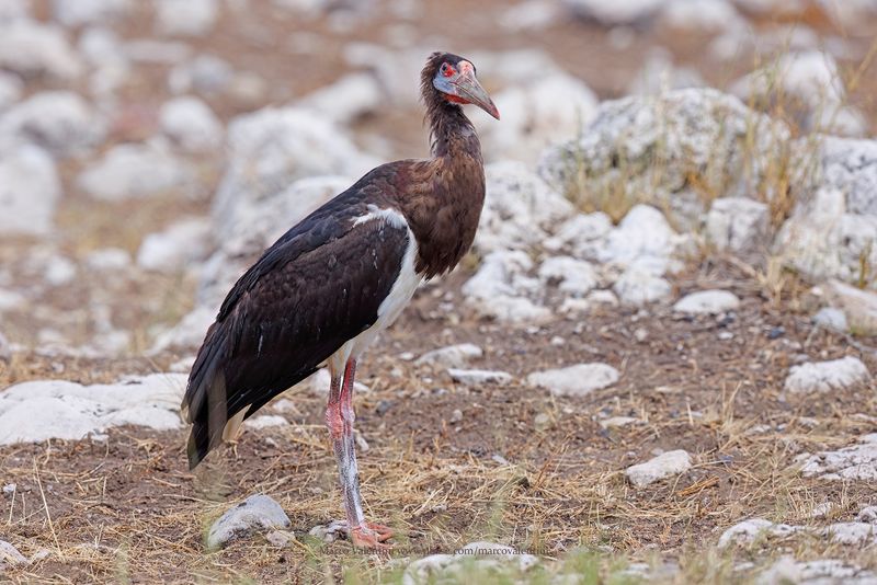 Abdim's Stork - Ciconia abdimii