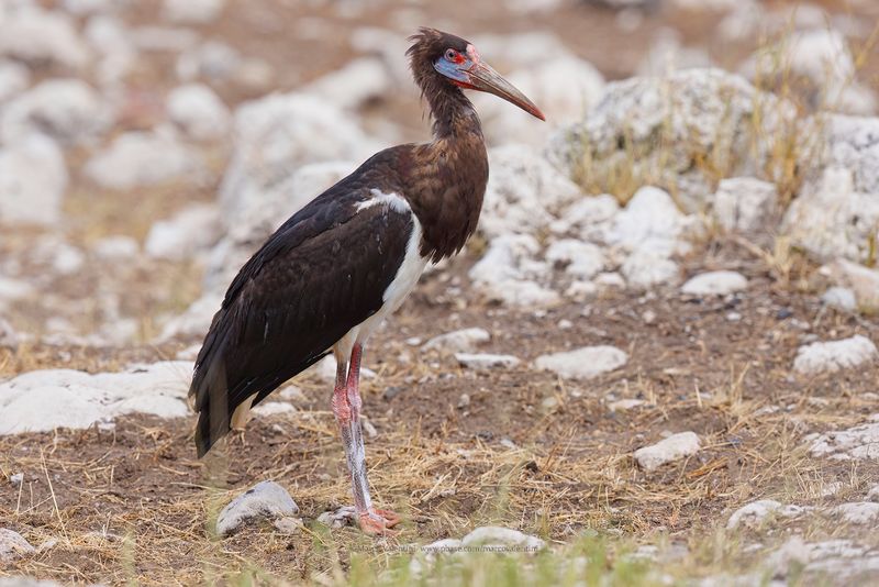 Abdim's Stork - Ciconia abdimii
