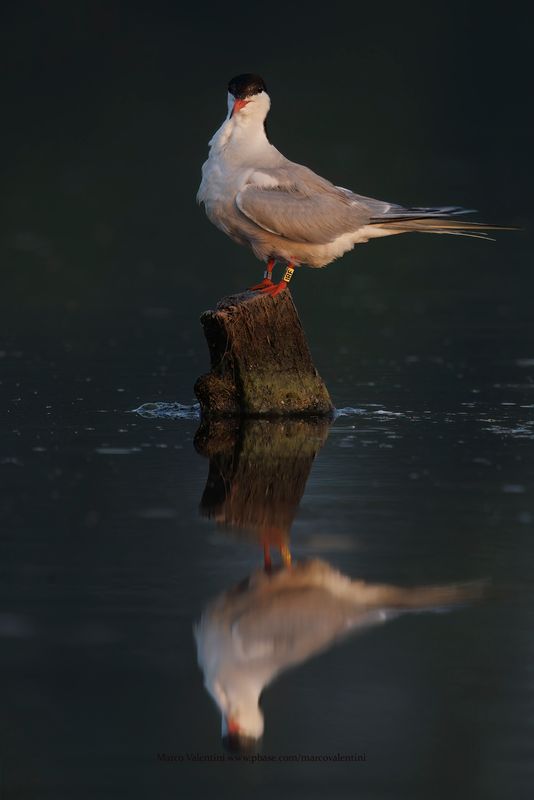 Common Tern - Sterna hirundo