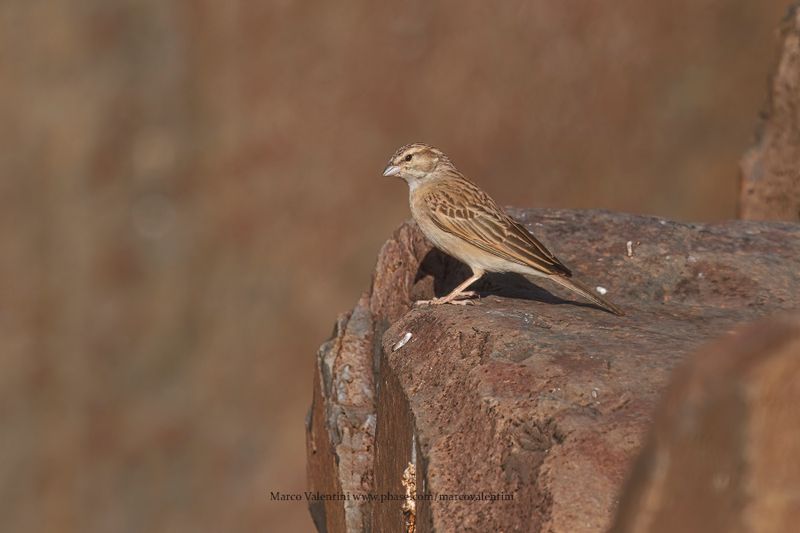 Lark-like Bunting - Emberiza impetuani