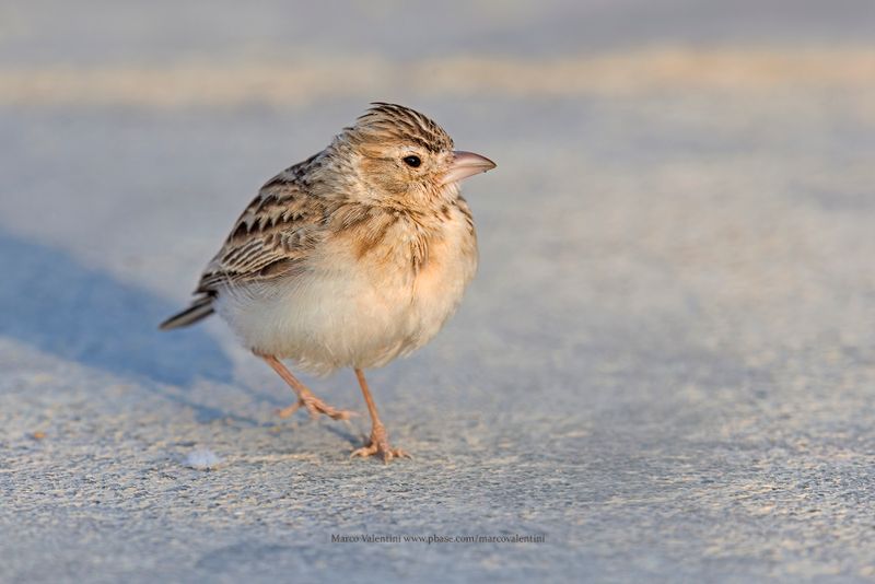 Starks lark - Spizocorys starki